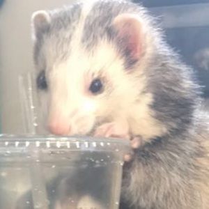 Meet your Posher, Alex